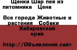 Щенки Шар пея из питомника › Цена ­ 25 000 - Все города Животные и растения » Собаки   . Хабаровский край